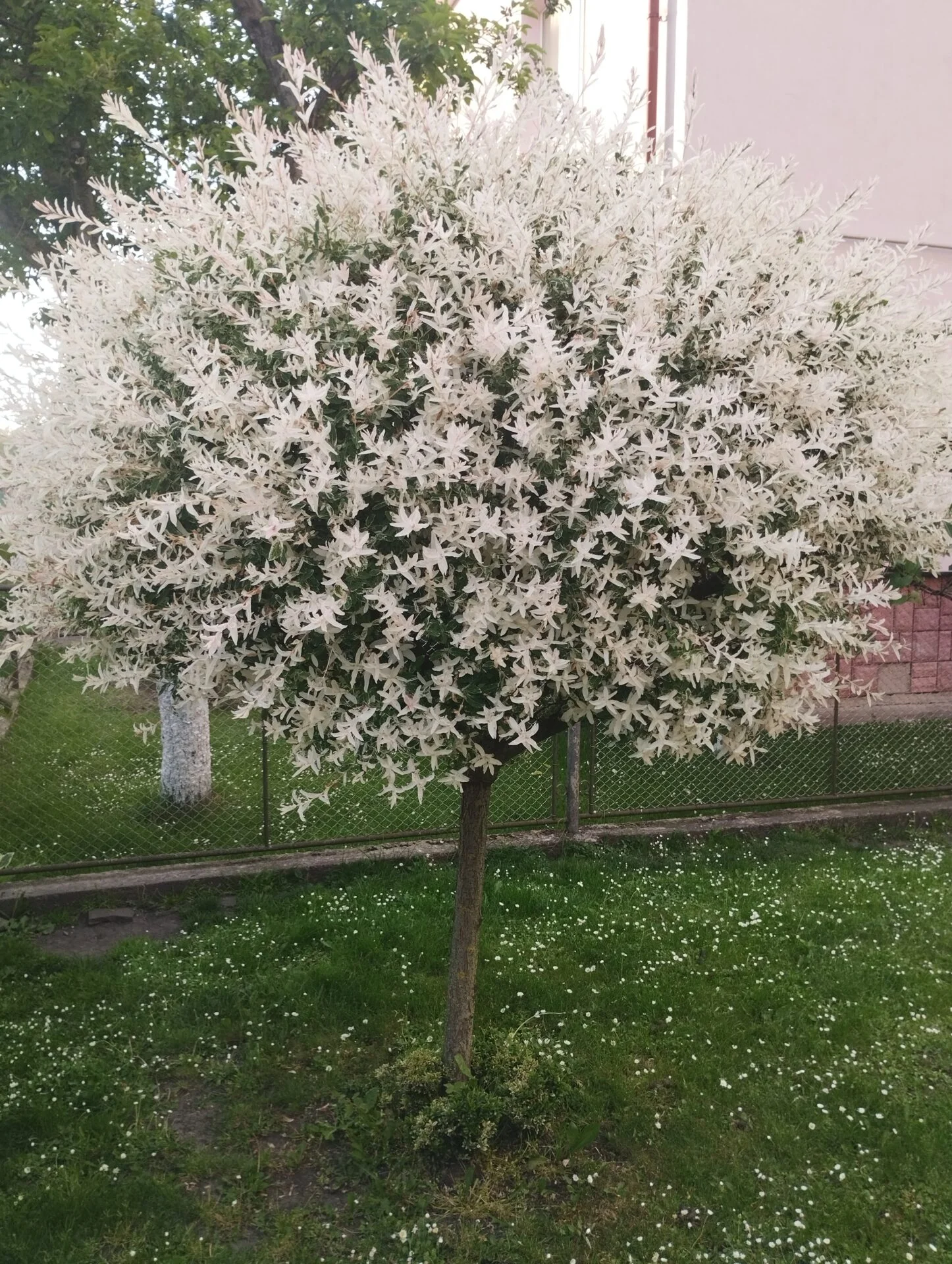 Верба цільнолиста Hakuro-Nishiki Хакуро-Нішікі - саджанець штамб 50 см
