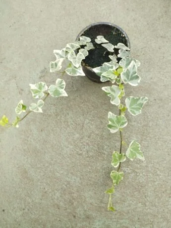 Плющ (хедера) 1