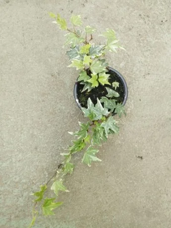 Плющ (хедера) 4