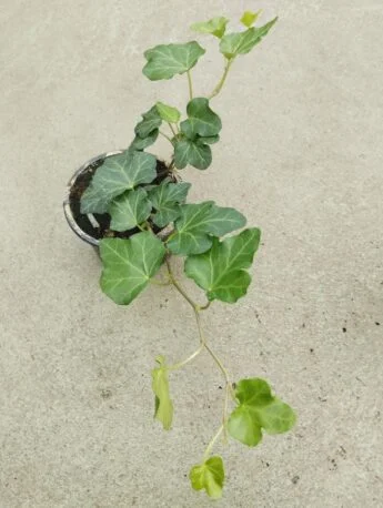 Плющ (хедера) 3