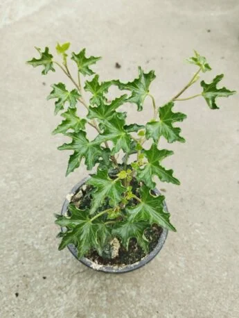 Плющ (хедера) 2