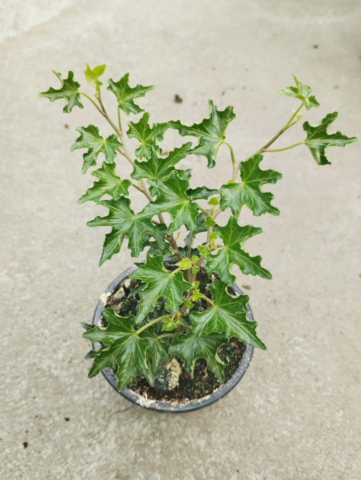 Плющ (хедера) 2