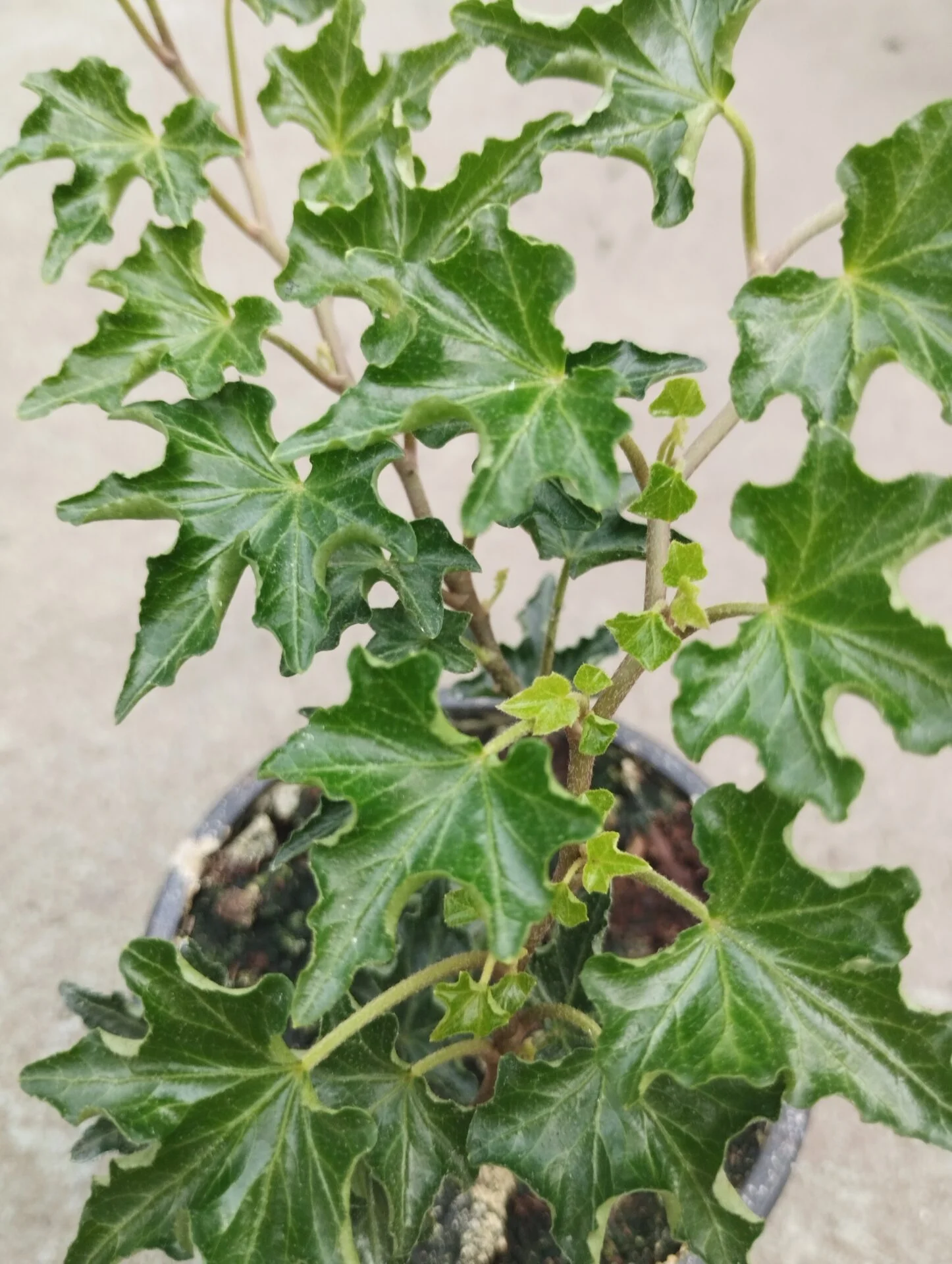 Плющ (хедера) 2 - Зображення 2