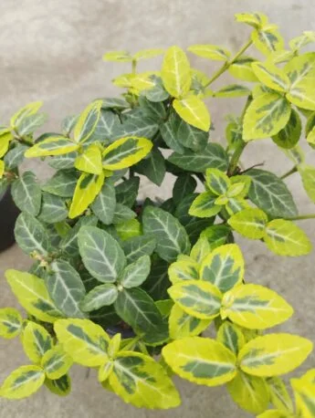 Повзуча Бруслина Бересклет Форчуна "Emeral Gold" Euonymus fortunei маленький д9 зимуюча багаторічна
