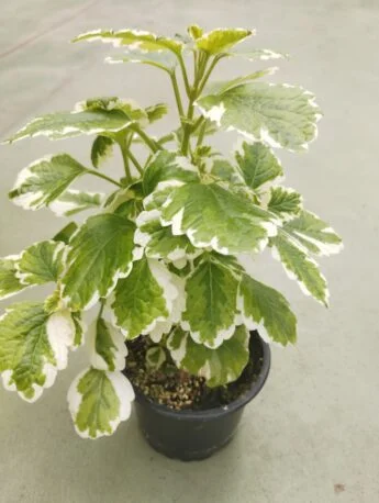 Плектрантус