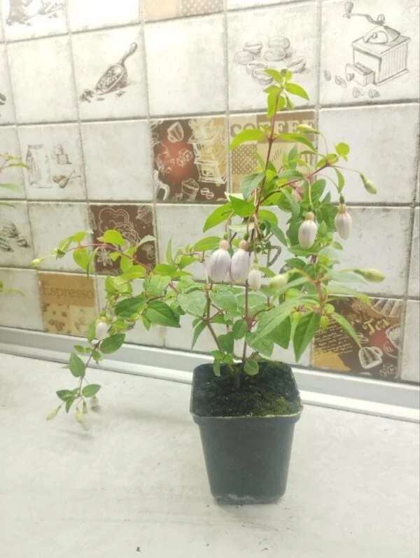 Фуксія ампельна La Campanella Fuchsia Ла Кампанелла касетна розсада (під замовлення) - Зображення 4