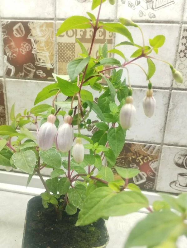 Фуксія ампельна La Campanella Fuchsia Ла Кампанелла касетна розсада (під замовлення) - Зображення 5