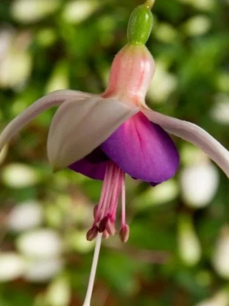 Фуксія ампельна La Campanella Fuchsia Ла Кампанелла касетна розсада (під замовлення) - Зображення 2