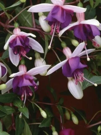 Фуксія ампельна La Campanella Fuchsia Ла Кампанелла (молода рослина в горщику р7, висота 15-20 см)