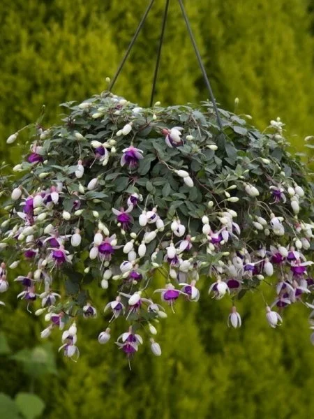 Фуксія ампельна La Campanella Fuchsia Ла Кампанелла касетна розсада (під замовлення) - Зображення 3