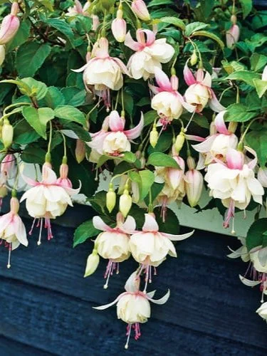 Фуксія ампельна Аннабель Fuchsia Annabel (молода рослина в горщику р7, висота 15-20 см) - Зображення 2
