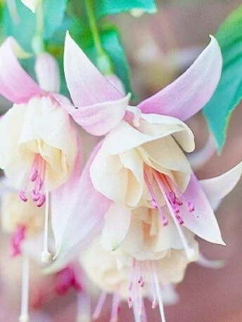 Фуксія ампельна Аннабель Fuchsia Annabel (молода рослина в горщику р7, висота 15-20 см)