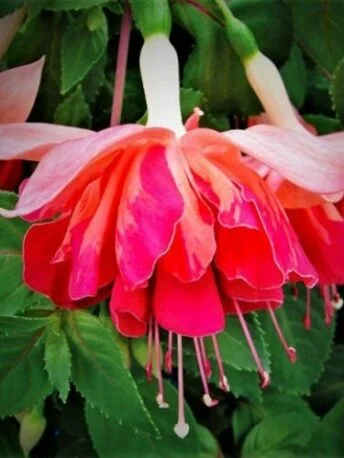 Фуксія ампельна Гіант Оранж Кінг Fuchsia Giant Orange King (молода рослина в горщику р7, висота 15-20 см)
