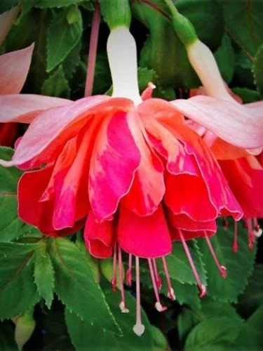 Фуксія ампельна Гіант Оранж Кінг Fuchsia Giant Orange King (молода рослина в горщику р7, висота 15-20 см)