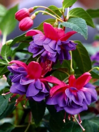 Фуксія кущова Джиліан Fuchsia Gillian саджанець (молода рослина в горщику р7, висота 15-20 см)