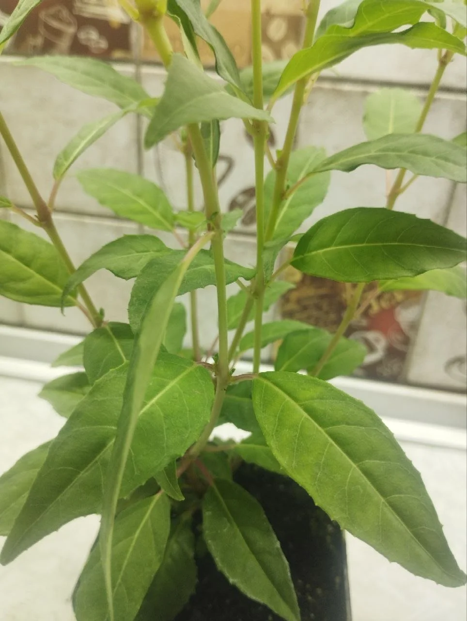 Фуксія Sundancer Fuchsia Сандансер (молода рослина в горщику р7, висота 15-20 см) - Зображення 4