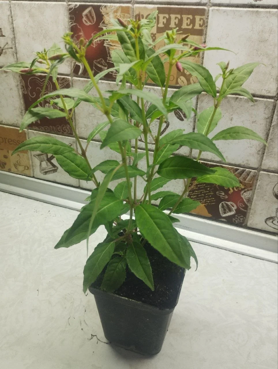 Фуксія Sundancer Fuchsia Сандансер (молода рослина в горщику р7, висота 15-20 см) - Зображення 3