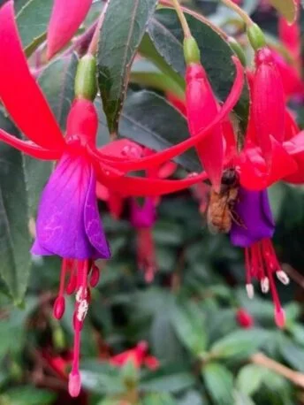 Фуксія Sundancer Fuchsia Сандансер (молода рослина в горщику р7, висота 15-20 см)
