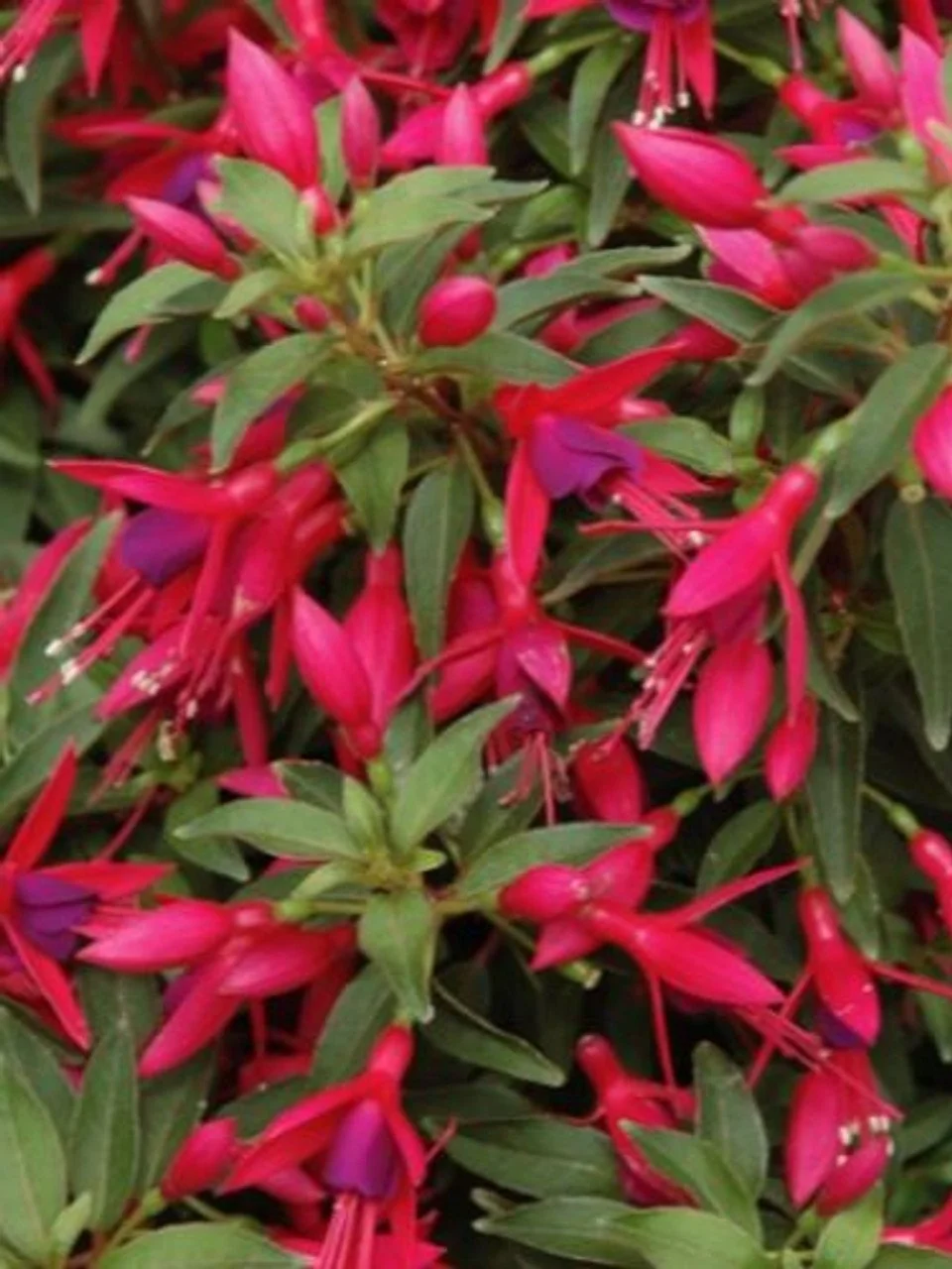 Фуксія Sundancer Fuchsia Сандансер (молода рослина в горщику р7, висота 15-20 см) - Зображення 2
