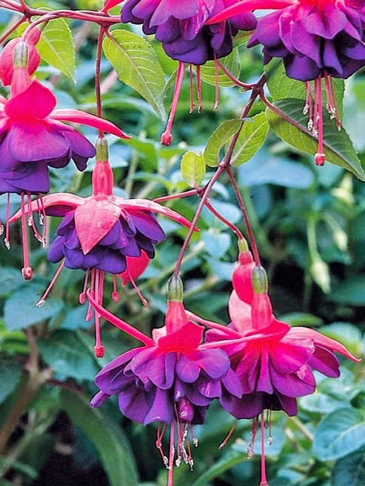 Фуксія ампельна Доллар Принцесс Fuchsia Dollar Princess (молода рослина в горщику р7, висота 15-20 см) - Зображення 6