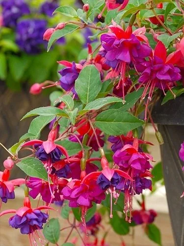 Фуксія ампельна Доллар Принцесс Fuchsia Dollar Princess (молода рослина в горщику р7, висота 15-20 см) - Зображення 7