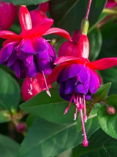 Фуксія ампельна Доллар Принцесс Fuchsia Dollar Princess (молода рослина в горщику р7, висота 15-20 см) - Зображення 5