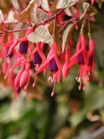Фуксія Том Вест ампельна Fuchsia Tom West (молода рослина в горщику р7, висота 15-20 см)