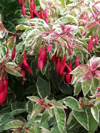 Фуксія Том Вест ампельна Fuchsia Tom West (рослина в горщику р10, висота 25-30 см)