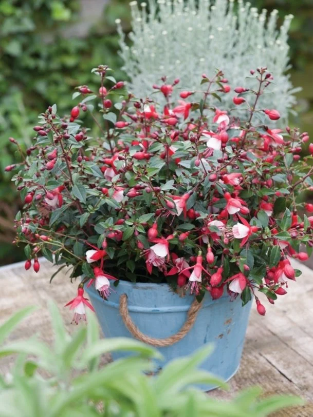 Фуксія Діва червона біла зональна Fuchsia Diva Red White (молода рослина в горщику р7, висота 15-20 см) - Зображення 3