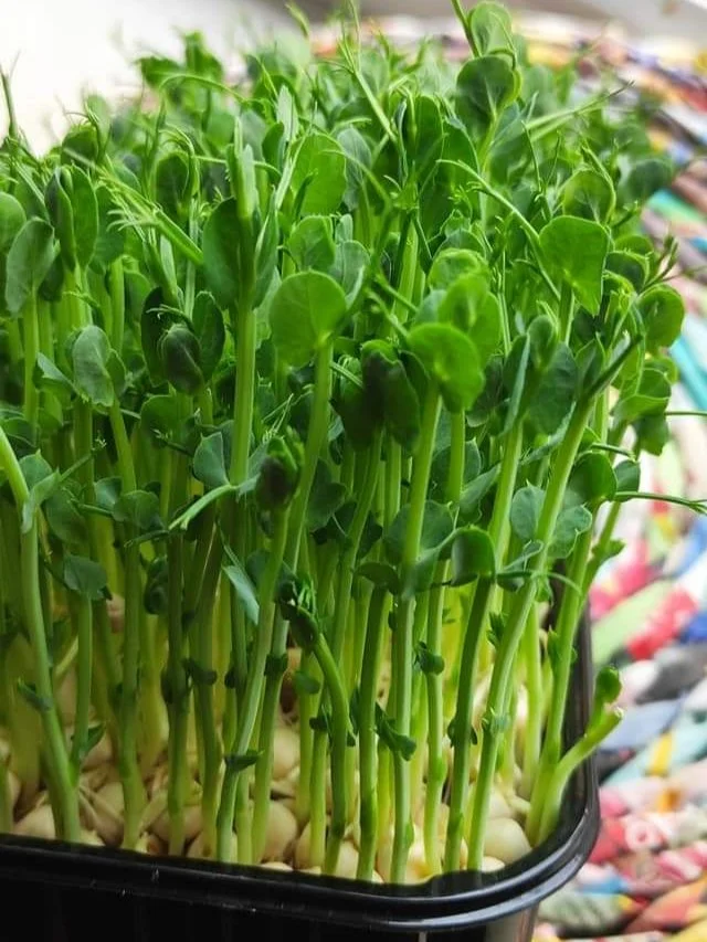 Горох пророщений мікрогрін в боксі (Під замовлення) - Зображення 3