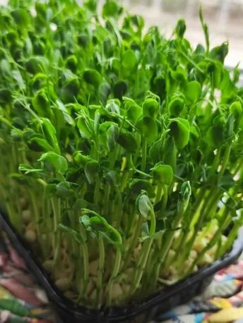 Горох пророщений мікрогрін в боксі (Під замовлення)