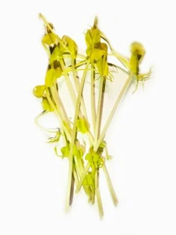 Маш пророщений Мікрозелень (Мікрогрін) (Під замовлення)