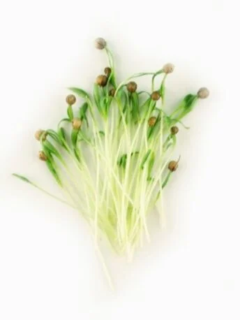 Кінза (коріандр) пророщена мікрозелень (мікрогрін) в боксі (Під замовлення)