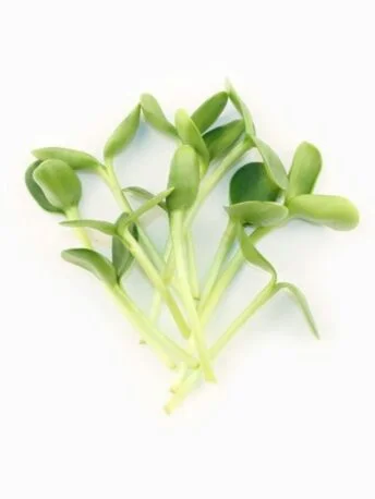 Соняшник пророщений мікрозелень (мікрогрін) в боксі (Під замовлення)