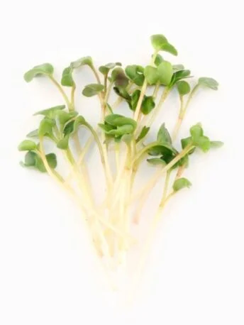Редиска зелена пророщена мікрозелень (мікрогрін) в боксі (Під замовлення)