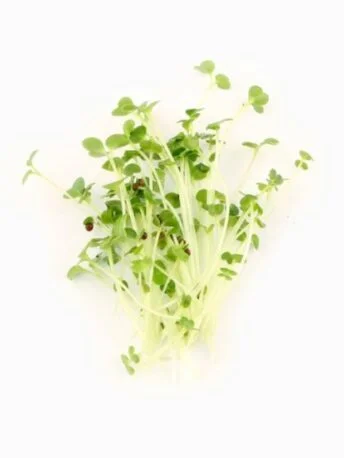 Броколі пророщена мікрозелень (мікрогрін) в боксі (Під замовлення)