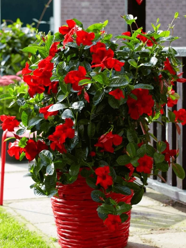 Дипладенія червона Сундавіл Sundaville Classic Red Dipladenia Mandevilla Мандевілла саджанець d7 - Зображення 3