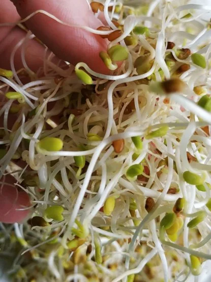 Люцерна мікрозелень мікрогрін 200г. - Зображення 3