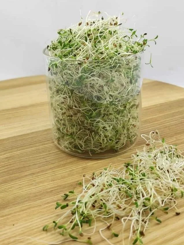 Люцерна мікрозелень мікрогрін 200г. - Зображення 5