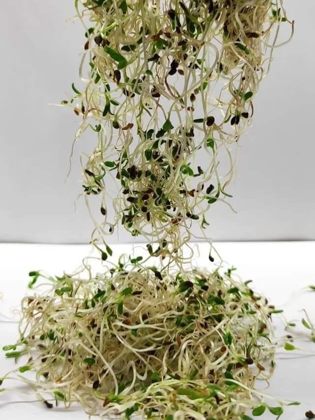 Люцерна мікрозелень мікрогрін 200г. - Зображення 4