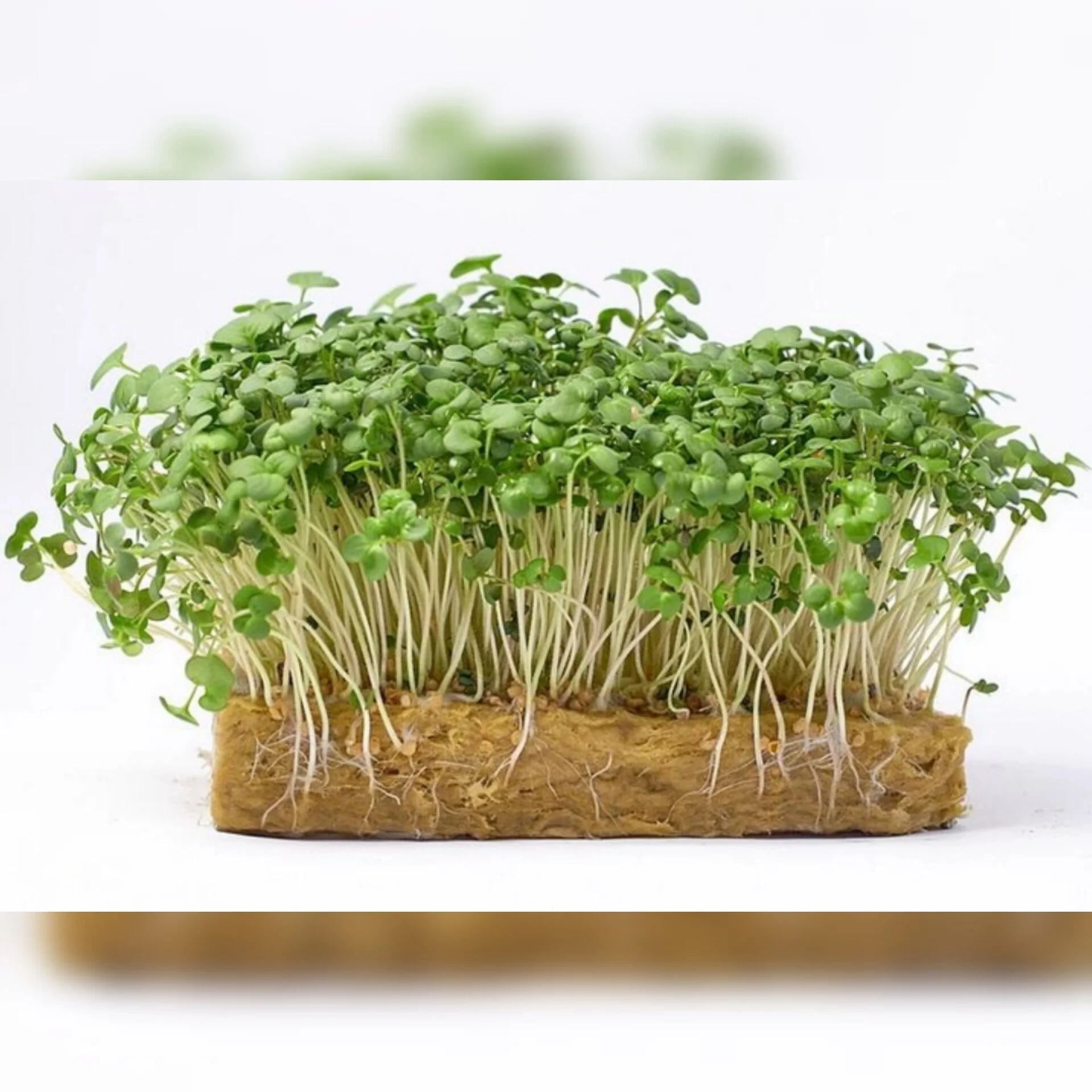 Насіння Редиска зелена для мікрозелені (мікрогрін) 50г. - Зображення 4