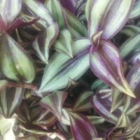 Традесканція Зебріна (Tradescantia Zebrina)