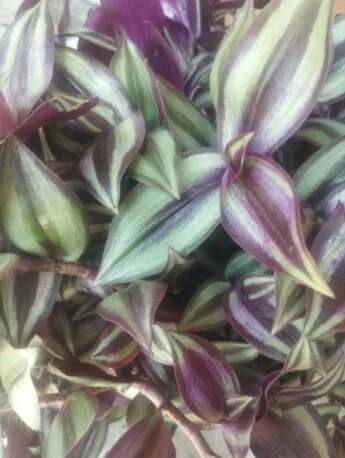 Традесканція Зебріна (Tradescantia Zebrina)