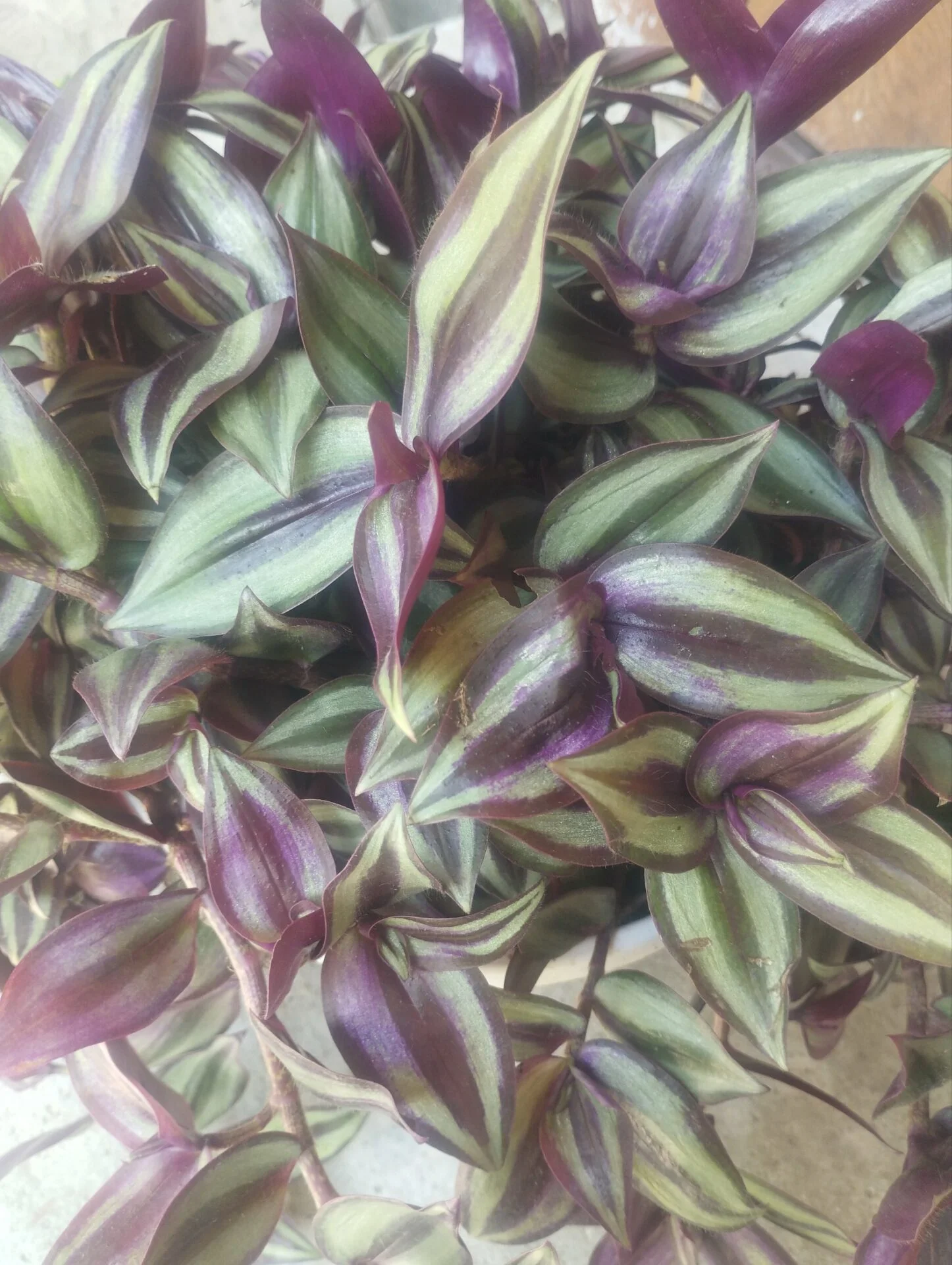 Традесканція Зебріна (Tradescantia Zebrina) - Зображення 2