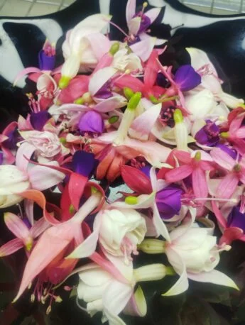 Їстівні квіти фуксії для декорування страв 60г. (Під замовлення)