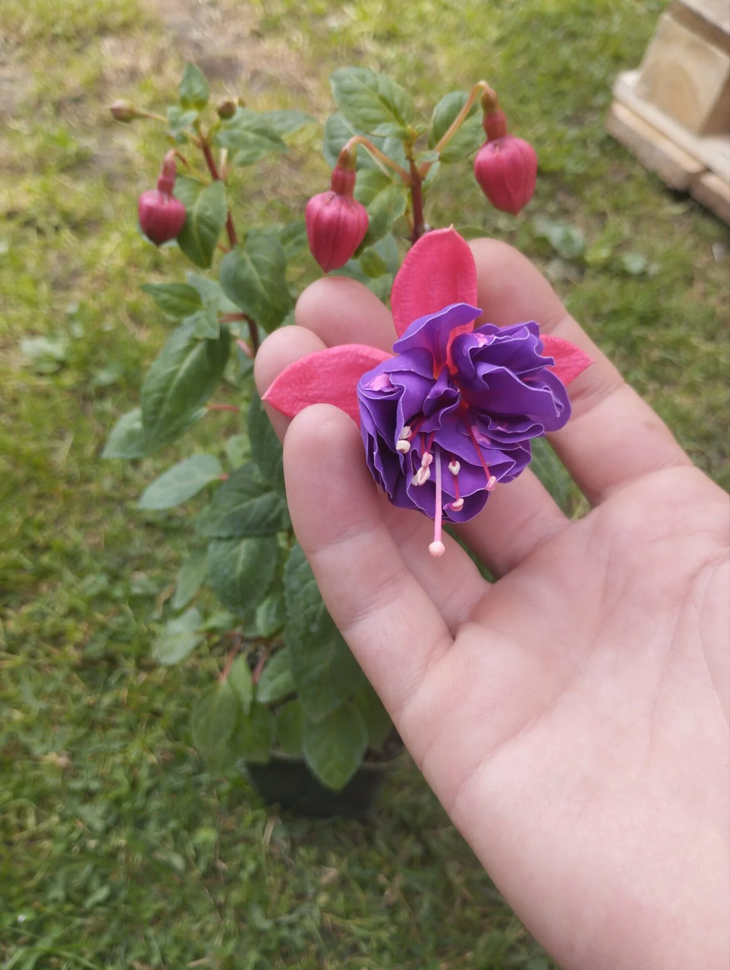 Фуксія кущова Джиліан Fuchsia Gillian саджанець (молода рослина в горщику р7, висота 15-20 см) - Зображення 6