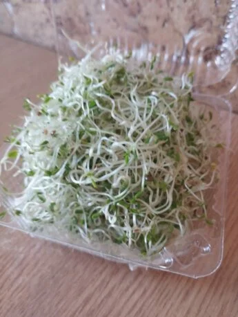 Люцерна мікрозелень мікрогрін 100г.