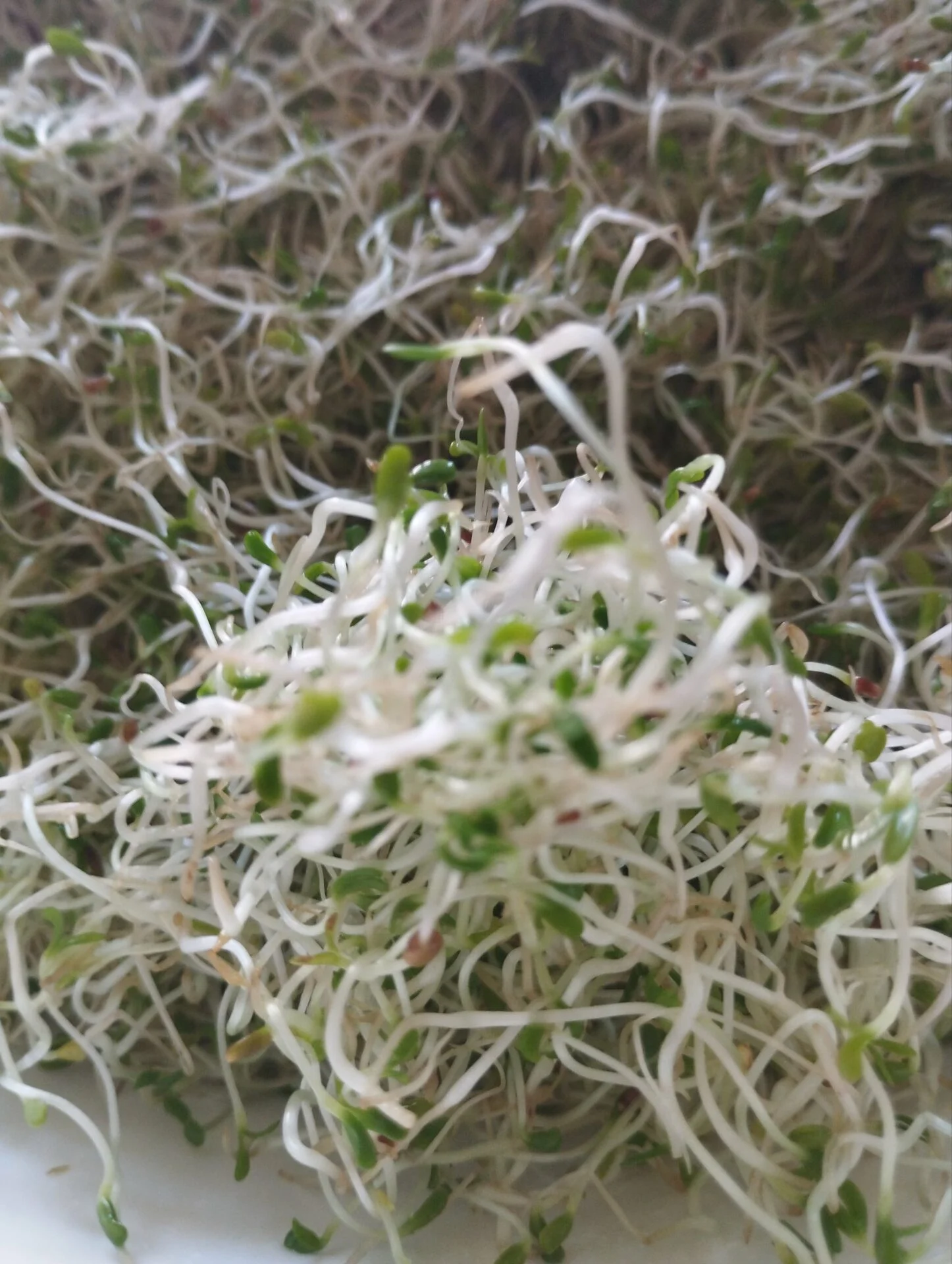 Люцерна мікрозелень мікрогрін 200г. - Зображення 6