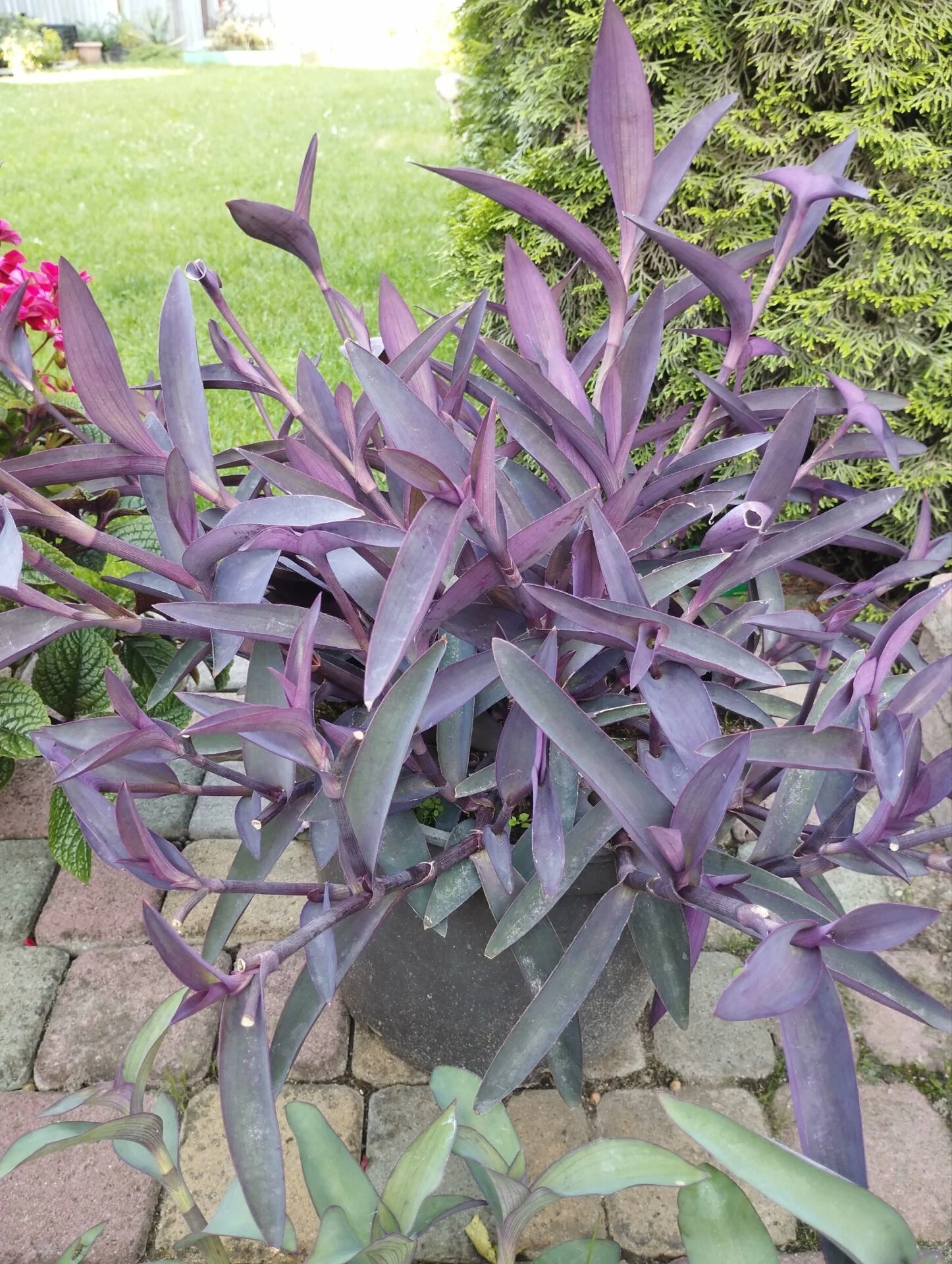Традескансія бліда Сеткреазія пурпурна Tradescantia pallida Setcreasea purpurea Д9 - Зображення 4