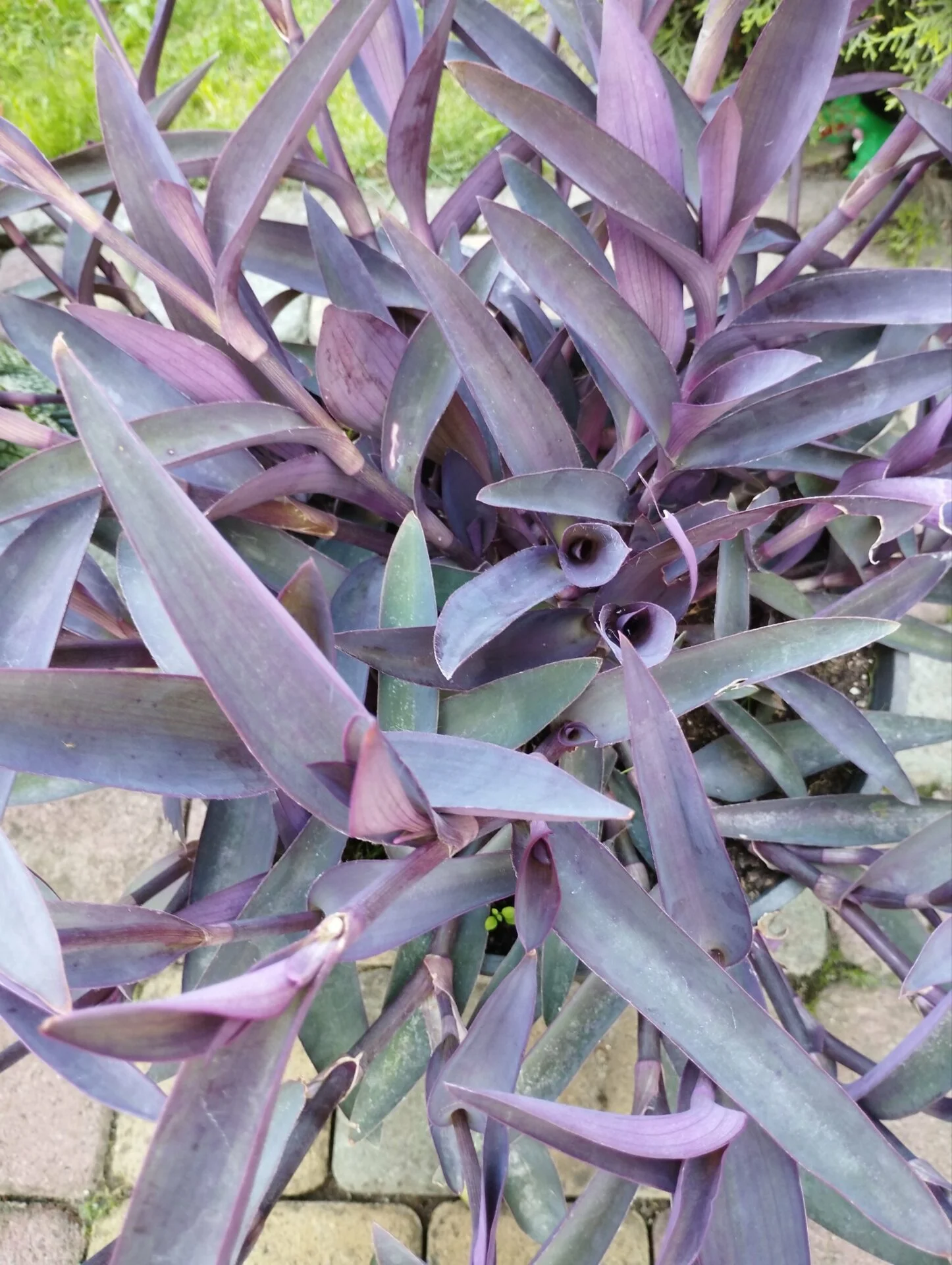 Традескансія бліда Сеткреазія пурпурна Tradescantia pallida Setcreasea purpurea Д9